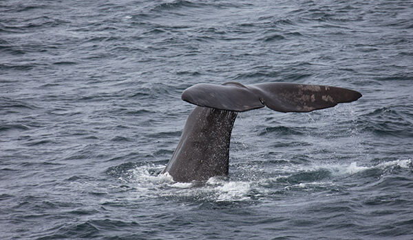 Noruega en Otoño. Tesoros de Lofoten, Ballenas y Auroras 2