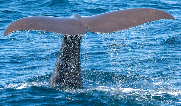 Ballenas y Auroras Boreales en Otoño 2