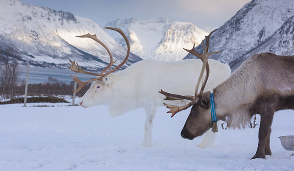 Magia Ártica: Tromsø - Lofoten - Svolvær - Harstad - Tromsø 9