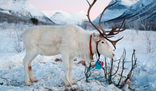 Sueños Árticos Tromsø y Sommarøy 8