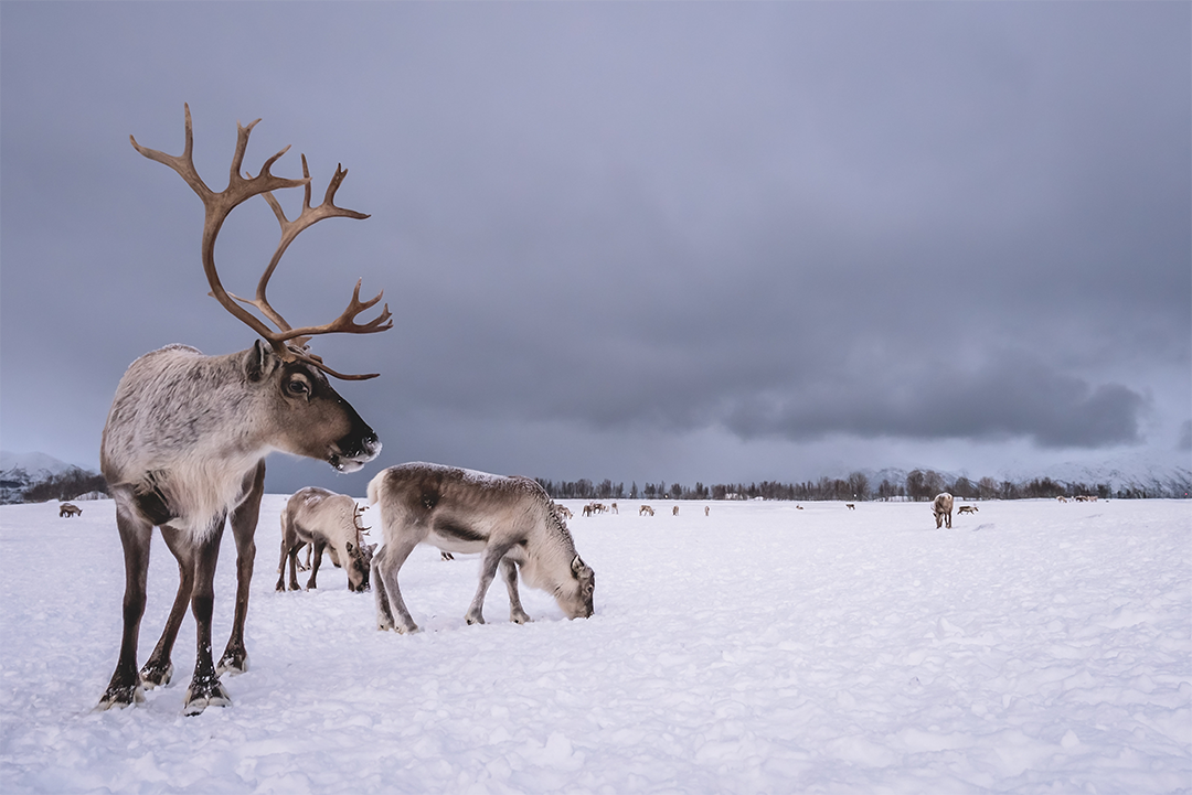 trineo-con-renos y cultura sami