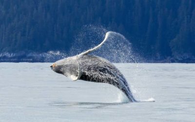 Avistamiento de Ballenas