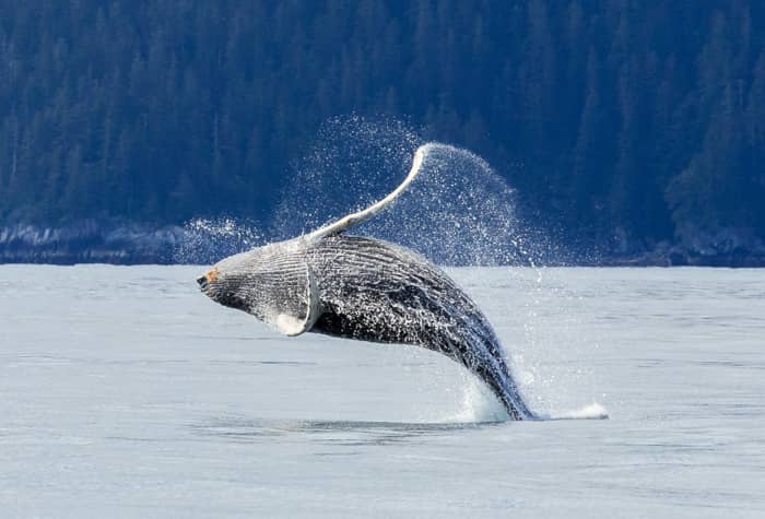 Avistamiento de Ballenas