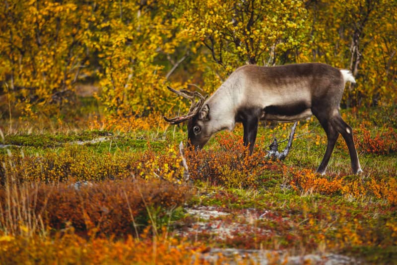 Parque Nacional de Abisko