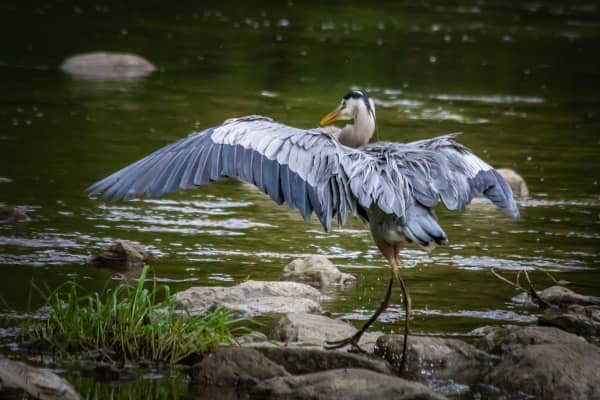 migración de aves