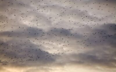 Migración de Aves en Noruega: Un Espectáculo Natural Impresionante