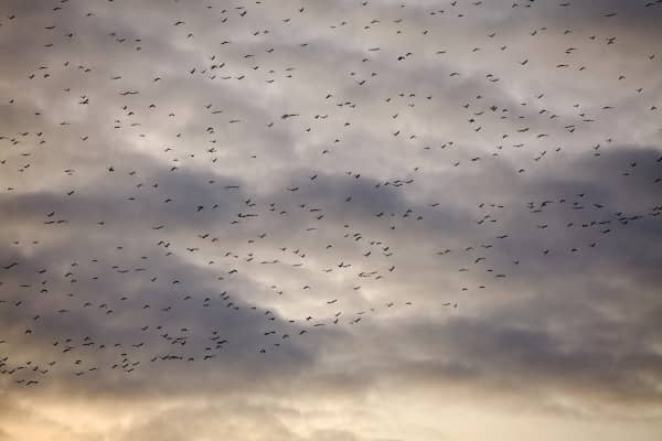 migración de aves