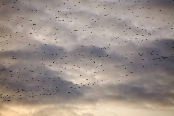 Migración de Aves en Noruega: Un Espectáculo Natural Impresionante