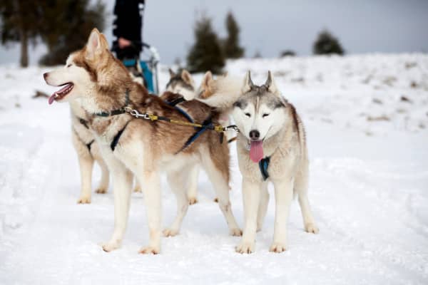 Descubre Alta con Amigos de 4 Patas: Una Aventura Ártica Inolvidable