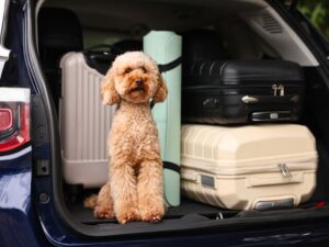 viajar con mascotas