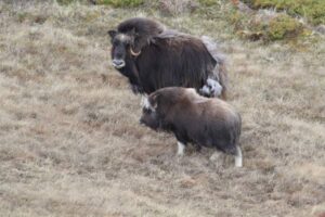 Bueyes Almizcleros en Noruega