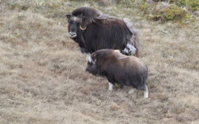 Safari para Ver Bueyes Almizcleros en Noruega