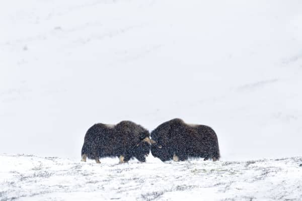 Bueyes Almizcleros en Noruega