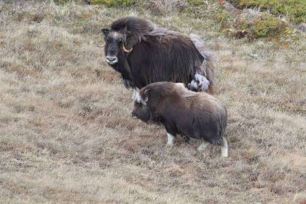 Bueyes Almizcleros en Noruega