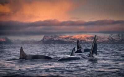 ¿Dónde y Cuándo Ver Orcas en Noruega de Forma Única?