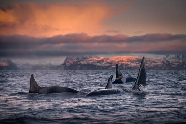 ver orcas en noruega
